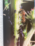 Life in the Undergrowth
Book by David Attenborough